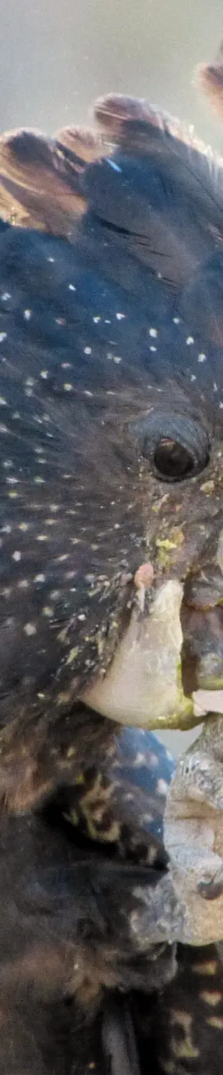 Lausche dem Vogelgesang